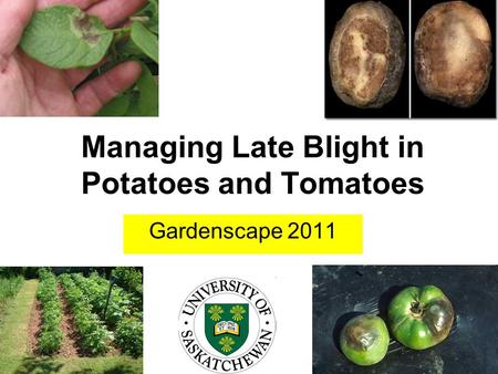 Managing Late Blight in Potatoes and Tomatoes Gardenscape 2011.