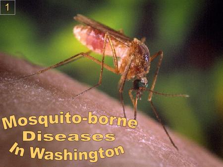 1. Mosquito-borne Diseases Western equine encephalitis and St. Louis encephalitis Both have occurred in Washington but no reported cases since early 1980’s.