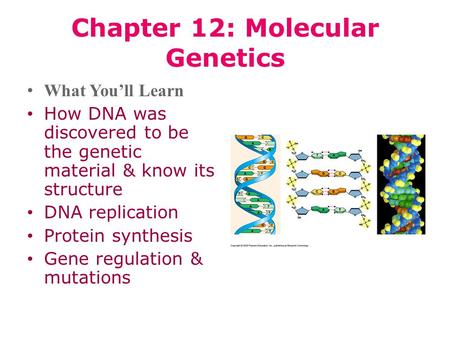 Chapter 12: Molecular Genetics What You’ll Learn How DNA was discovered to be the genetic material & know its structure DNA replication Protein synthesis.
