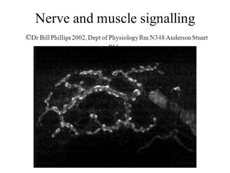 Nerve and muscle signalling © Dr Bill Phillips 2002, Dept of Physiology Rm N348 Anderson Stuart Bldg.