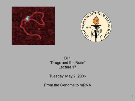 1 Bi 1 “Drugs and the Brain” Lecture 17 Tuesday, May 2, 2006 From the Genome to mRNA.
