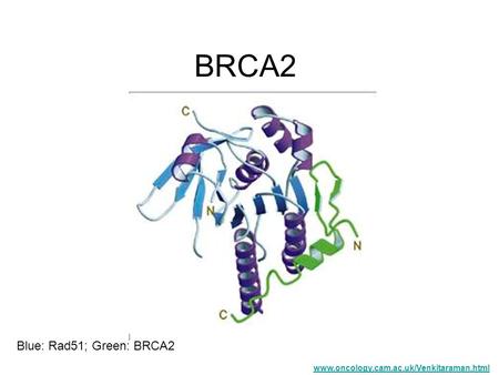 BRCA2 Blue: Rad51; Green: BRCA2 www.oncology.cam.ac.uk/Venkitaraman.html.