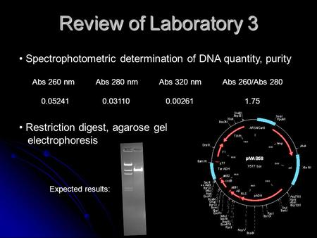Review of Laboratory 3 Spectrophotometric determination of DNA quantity, purity Abs 260 nmAbs 280 nmAbs 320 nmAbs 260/Abs 280 0.05241 0.03110 0.00261 1.75.