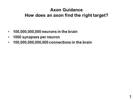 Axon Guidance How does an axon find the right target?