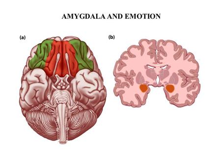 AMYGDALA AND EMOTION. Current Two-Path Theory StimulusPerception Thoughtful Interpreter Emotion Quick Interpreter Bad!Actor FEAR Relief.