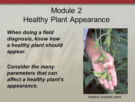 Module 2 Healthy Plant Appearance When doing a field diagnosis, know how a healthy plant should appear. Consider the many parameters that can affect a.