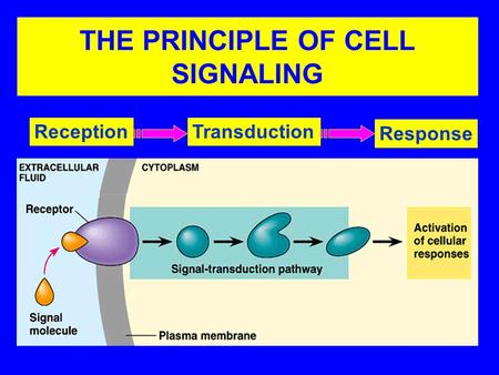 THE PRINCIPLE OF CELL SIGNALING ReceptionTransduction Response.