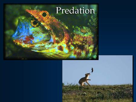 Predation – what is it? One animal kills another for food ( + - interaction ) One animal kills another for food ( + - interaction ) Parasitism / Parasitoidism.