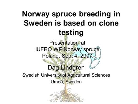 Norway spruce breeding in Sweden is based on clone testing Presentation at IUFRO WP Norway spruce Poland, Sept 4, 2007 Dag Lindgren Swedish University.