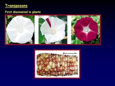 Transposons First discovered in plants. Transposition to a new site Transposons *Three classes of transposons Class I : Retrotransposons Class II: Transposons.