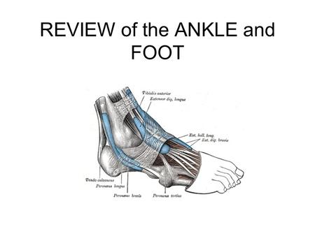 REVIEW of the ANKLE and FOOT