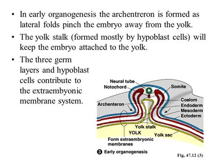 In early organogenesis the archentreron is formed as lateral folds pinch the embryo away from the yolk. The yolk stalk (formed mostly by hypoblast cells)
