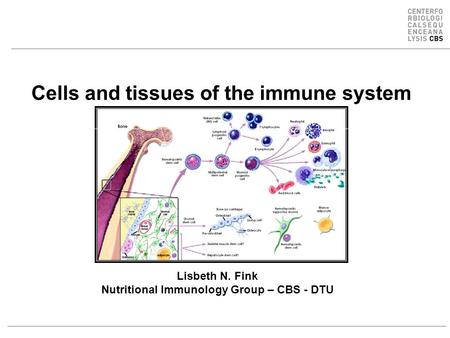 Cells and tissues of the immune system Lisbeth N. Fink Nutritional Immunology Group – CBS - DTU.
