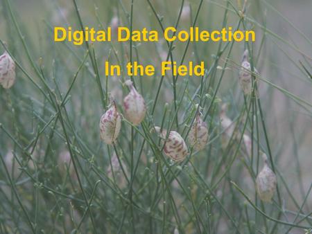 Digital Data Collection In the Field. Project Goals Collect plant and site attribute data with a GPS and Pocket PC Produce spatial and tabular data Create.