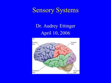 Sensory Systems Dr. Audrey Ettinger April 10, 2006.