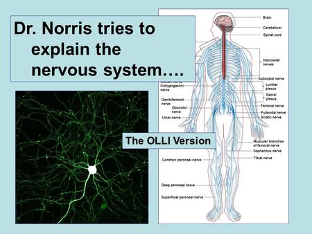 Dr. Norris tries to explain the nervous system…. The OLLI Version.