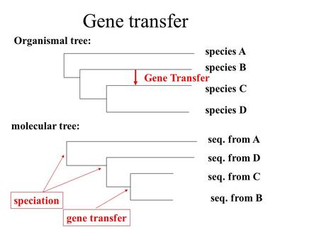 Gene transfer Organismal tree: species B species A species C species D Gene Transfer seq. from B seq. from A seq. from C seq. from D molecular tree: speciation.