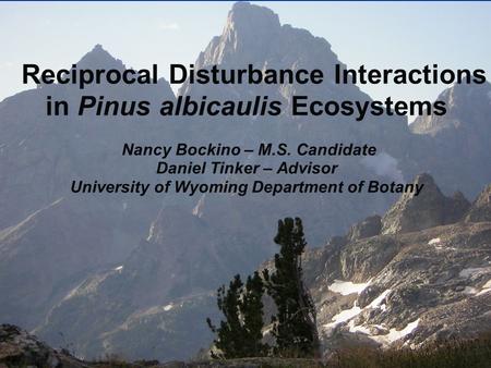 Reciprocal Disturbance Interactions in Pinus albicaulis Ecosystems Nancy Bockino – M.S. Candidate Daniel Tinker – Advisor University of Wyoming Department.