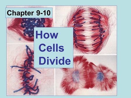 How Cells Divide Chapter 9-10. Cell Division *growth and repair *reproduction.