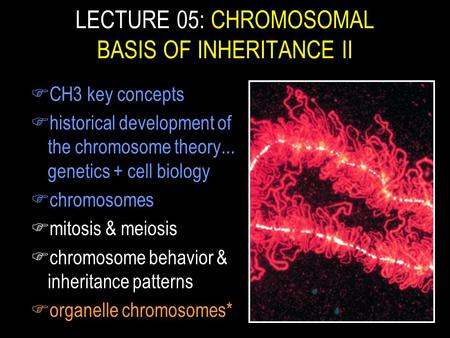 LECTURE 05: CHROMOSOMAL BASIS OF INHERITANCE II FCH3 key concepts Fhistorical development of the chromosome theory... genetics + cell biology Fchromosomes.