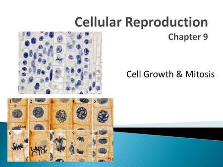 Cell Growth & Mitosis.  Cells grow until they reach their size limit. ◦ Stop growing ◦ Divide  What is the cell’s size limit? ◦ The ratio of it’s surface.