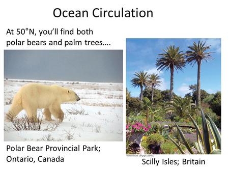 Ocean Circulation At 50°N, you’ll find both polar bears and palm trees…. Polar Bear Provincial Park; Ontario, Canada Scilly Isles; Britain.
