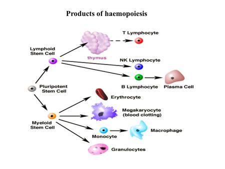 Products of haemopoiesis. ABNORMALITIES IN THE HEMOPOIETIC SYSTEM CAN LEAD TO HEMOGLOBINOPATHIES HEMOPHILIA DEFECTS IN HEMOSTASIS/THROMBOSIS HEMATOLOGICAL.
