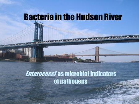 Bacteria in the Hudson River Enterococci as microbial indicators of pathogens.