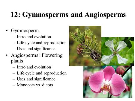 12: Gymnosperms and Angiosperms