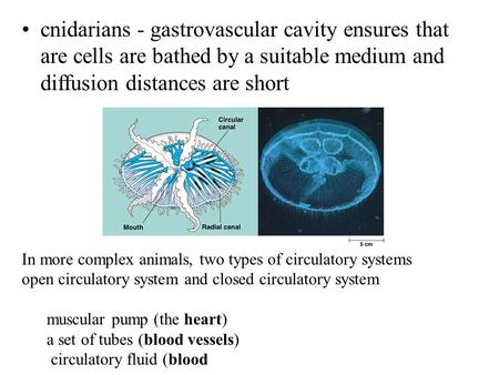 Cnidarians - gastrovascular cavity ensures that are cells are bathed by a suitable medium and diffusion distances are short In more complex animals, two.