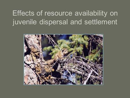Effects of resource availability on juvenile dispersal and settlement.
