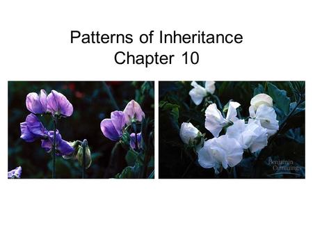Patterns of Inheritance Chapter 10. Gregor Mendel Austrian Monk (1800’s) Mathematician Heritable factors Peas.
