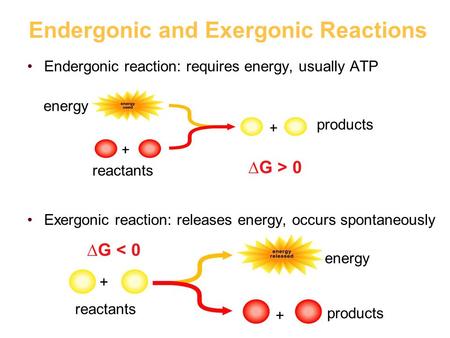Endergonic and Exergonic Reactions