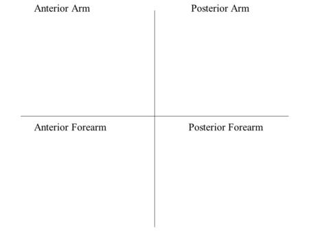 Anterior Arm Posterior Arm Anterior ForearmPosterior Forearm.