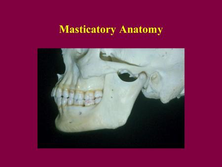 Masticatory Anatomy.