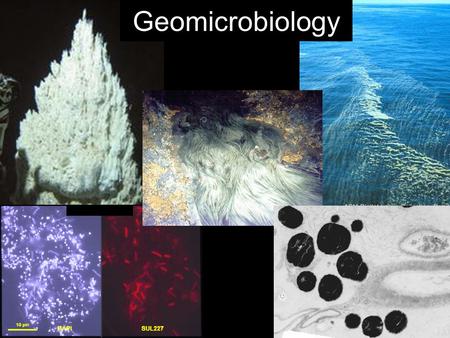 Geomicrobiology. Course Goals At the end of this course you will be able to… –Intelligently converse with microbiologists, geologists, environmental scientists.