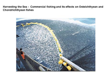Harvesting the Sea - Commercial fishing and its effects on Osteichthyean and Chondrichthyean fishes.
