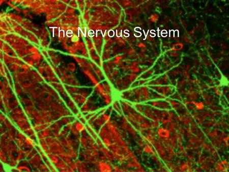 The Nervous System. Neurons Neurons are main cells in nervous system, as well as some of the largest cells in your body (one extends from base of your.