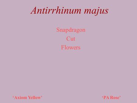 Snapdragon Cut Flowers