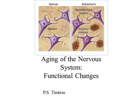 Aging of the Nervous System: Functional Changes P.S. Timiras.
