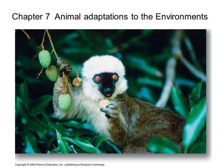 1 Chapter 7 Animal adaptations to the Environments.
