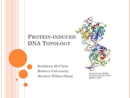 P ROTEIN - INDUCED DNA T OPOLOGY Kathleen McClain Hofstra University Mentor: Wilma Olson Methylase from HAEIII Covalently Bound to DNA PDB ID: 1DCT.