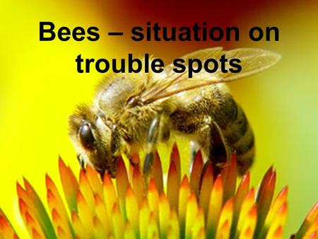 Belgrade, July 2 nd 2008, Dr. T. Schneider, BCS – D – GRA/Insecticides, Bees – situation on trouble spots.