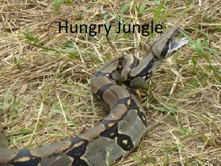 Hungry Jungle. What happened to the animals? Forest species = 36Impacted species = 21.