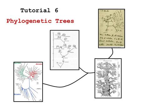 Phylogenetic Trees Tutorial 6. Measuring distance Bottom-up algorithm (Neighbor Joining) –Distance based algorithm –Relative distance based Phylogenetic.
