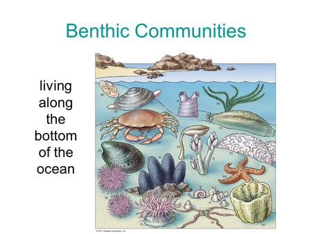 Benthic Communities living along the bottom of the ocean.
