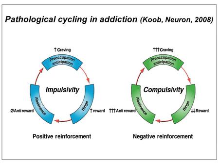 Pathological cycling in addiction (Koob, Neuron, 2008)