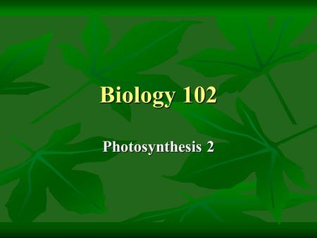 Biology 102 Photosynthesis 2. Lecture Outline 1.The light-independent reactions 2.Summary of photosynthesis 3.Water, carbon dioxide and the C4 pathway.