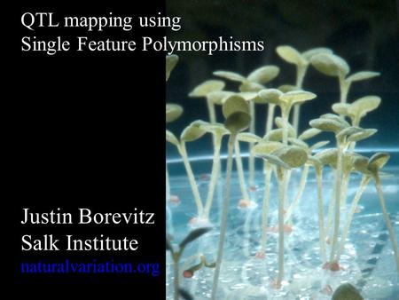 QTL mapping using Single Feature Polymorphisms Justin Borevitz Salk Institute naturalvariation.org.