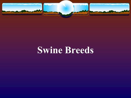 Swine Breeds. Large White Pictures from  Originated in England Imported into almost every country of the world.